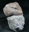 Platystrophia Brachiopod Fossil From Kentucky #6621-1